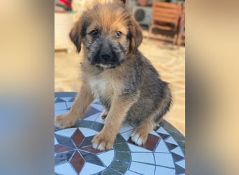 Elkoro, geb. ca. 04/2025, lebt in GRIECHENLAND, auf einer privaten Pflegestelle