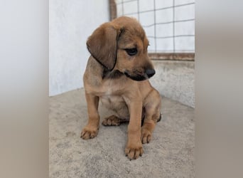 Tiana, geb. ca. 02/2026, lebt in GRIECHENLAND, im städt. Tierheim Serres