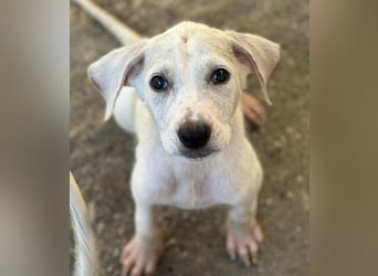 Lily, geb. ca. 05/2026, lebt in GRIECHENLAND, im städt. Tierheim Serres