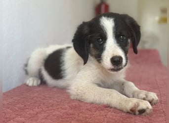 Pina, geb. ca. 05/2026, lebt in GRIECHENLAND, im städt. Tierheim Serres