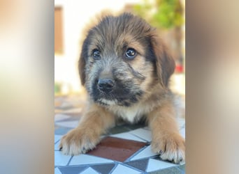 Elkoro, geb. ca. 04/2025, lebt in GRIECHENLAND, auf einer privaten Pflegestelle