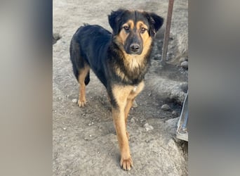 Glinda, geb. ca. 07/2025, lebt in GRIECHENLAND, im städt. Tierheim Serres