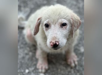 Jonte, geb. ca. 05/2026, lebt in GRIECHENLAND, im städt. Tierheim Serres