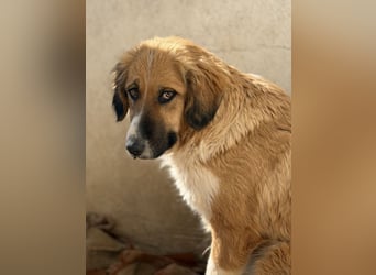 Blümchen, geb. ca. 08/2024, lebt in GRIECHENLAND, im städt. Tierheim Serres