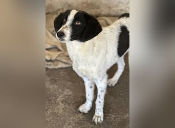 Amora, geb. ca. 03/2024, lebt in GRIECHENLAND, auf einer privaten Pflegestelle