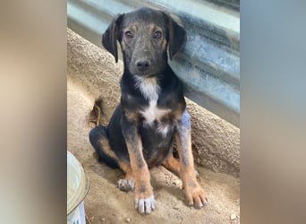 Miranda, geb. ca. 01/2026, lebt in GRIECHENLAND, auf einer privaten Pflegestelle