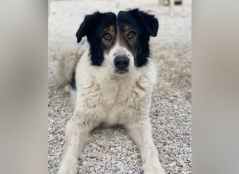 Xalia, geb. ca. 03/2018, lebt in GRIECHENLAND, im städt. Tierheim Serres