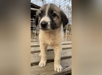 Grace, geb. ca. 08/2022, lebt in GRIECHENLAND, auf einer privaten Pflegestelle