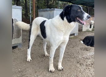 Kastor, geb. 01/2019, lebt in GRIECHENLAND, im städt. Tierheim Serres