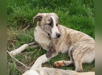 Xabi, geb. ca. 07/2023, lebt in GRIECHENLAND, auf einem Gelände, Hunde werden notdürftig versorgt