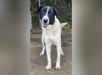 Kastor, geb. 01/2019, lebt in GRIECHENLAND, im städt. Tierheim Serres