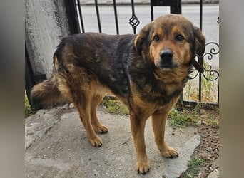 Frieder, geb. ca. 11/2019, lebt in GRIECHENLAND, im städt. Tierheim Serres