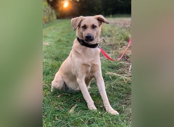 Fanta, geb. ca. 05/2017, lebt bei einer Familie in 48317 Drensteinfurt, Vermittlungshilfe