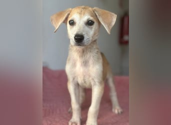 Rosie, geb. ca. 05/2026, lebt in GRIECHENLAND, im städt. Tierheim Serres