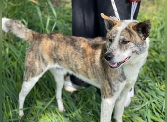 Scar, geb. ca. 04/2025, lebt in GRIECHENLAND, im städt. Tierheim Serres
