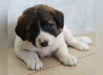 Calma, geb. ca. 01/2026, lebt in GRIECHENLAND, auf einer privaten Pflegestelle