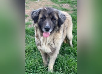 Harper, geb. ca. 12/2018, lebt in GRIECHENLAND, im städt. Tierheim Serres