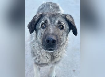Ingo, geb. ca. 07/2023, lebt in GRIECHENLAND, im städt. Tierheim Serres