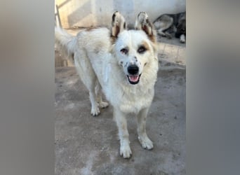 Hope, geb. ca. 03/2024, lebt in GRIECHENLAND, im städt. Tierheim Serres
