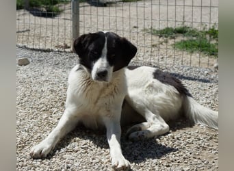 Zola, geb. ca. 01/2025, lebt in GRIECHENLAND, im städt. Tierheim Serres