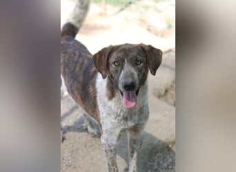Naxos, geb. ca. 07/2020, lebt in GRIECHENLAND, im städt. Tierheim Serres