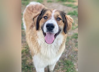 Barkley, geb. ca. 10/2024, lebt in GRIECHENLAND, auf einer privaten Pflegestelle