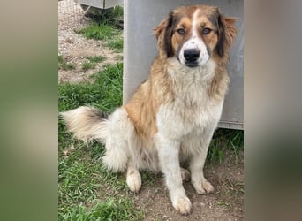 Barkley, geb. ca. 10/2024, lebt in GRIECHENLAND, auf einer privaten Pflegestelle
