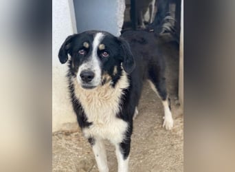 Cars, geb. ca. 12/2023, lebt in GRIECHENLAND, im städt. Tierheim Serres