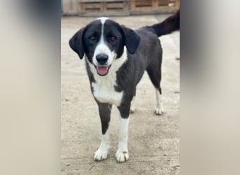 Arielle, geb. ca. 01/2023, lebt in GRIECHENLAND, im städt. Tierheim Serres