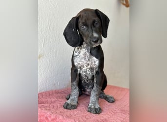 Kiki, geb. ca. 06/2026, lebt in GRIECHENLAND, im städt. Tierheim Serres