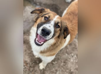 Barkley, geb. ca. 10/2024, lebt in GRIECHENLAND, auf einer privaten Pflegestelle