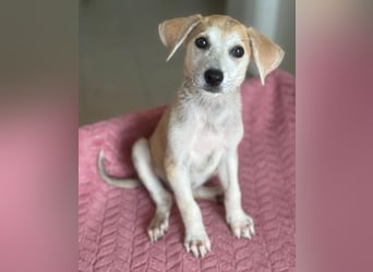 Rosie, geb. ca. 05/2026, lebt in GRIECHENLAND, im städt. Tierheim Serres