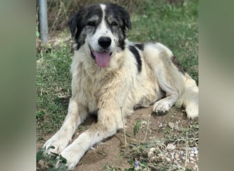 Askal, geb. ca. 07/2015, lebt in GRIECHENLAND, im städt. Tierheim Serres