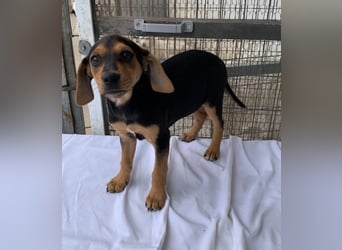 Linaria, geb. ca. 12/2025, lebt in GRIECHENLAND, im städt. Tierheim Serres