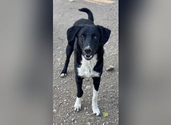Nikka, geb. ca. 08/2023, lebt in GRIECHENLAND, im städt. Tierheim Serres
