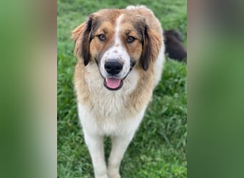 Barkley, geb. ca. 10/2024, lebt in GRIECHENLAND, auf einer privaten Pflegestelle