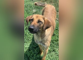 Xawi, geb. ca. 12/2019, lebt in GRIECHENLAND, im städt. Tierheim Serres