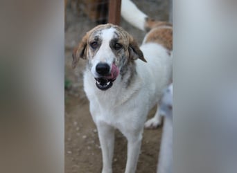 Lance, geb. ca. 02/2022, lebt in GRIECHENLAND, im städt. Tierheim Serres