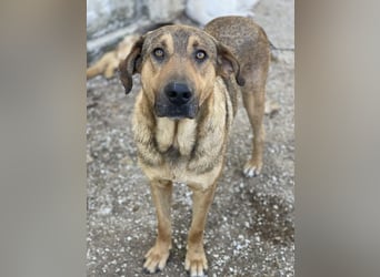 Novo, geb. ca. 04/2023, lebt in GRIECHENLAND, im städt. Tierheim Serres
