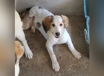 Katra, geb. ca. 04/2025, lebt in GRIECHENLAND, im städt. Tierheim Serres