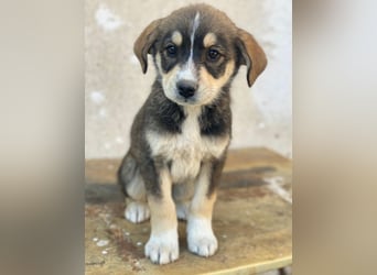 Sissy, geb. ca. 03/2026, lebt in GRIECHENLAND, auf einer privaten Pflegestelle