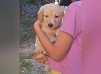  Fluffy-Boo, geb. ca. 04/2026, lebt auf einer Pflegestelle in 44651 Herne