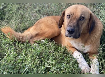 Maletto, geb. ca. 09/2018, lebt in GRIECHENLAND, im städt. Tierheim Serres