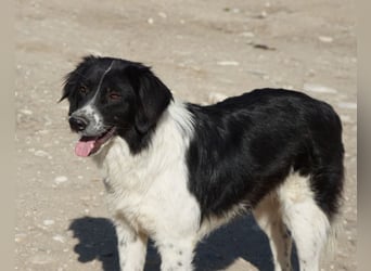 Herr Jasper, geb. ca. 05/2024, lebt in GRIECHENLAND, im städt. Tierheim Serres