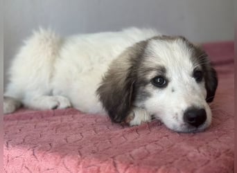 Paloma, geb. ca. 05/2026, lebt in GRIECHENLAND, im städt. Tierheim Serres