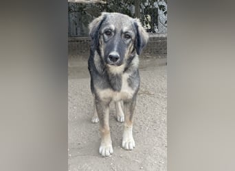 Karla, geb. ca. 03/2023, lebt in GRIECHENLAND, im städt. Tierheim Serres