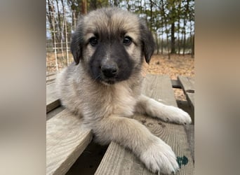 Venus, geb. ca. 08/2022, lebt in GRIECHENLAND, auf einer privaten Pflegestelle