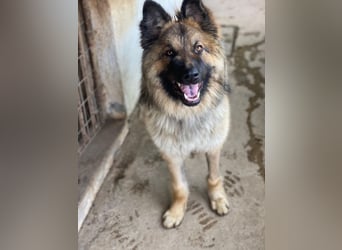 Joey, geb. ca. 08/2025, lebt in GRIECHENLAND, auf einer privaten Pflegestelle