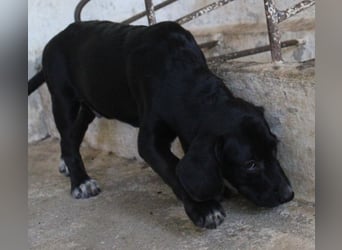 Smokey, geb. 08.06.2026, lebt in GRIECHENLAND, auf einer privaten Pflegestelle