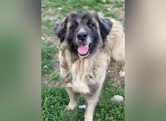 Harper, geb. ca. 12/2018, lebt in GRIECHENLAND, im städt. Tierheim Serres